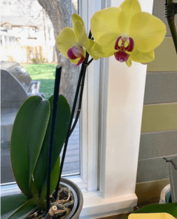 Screen Shot 2020-04-08 at 9.40.43 AM